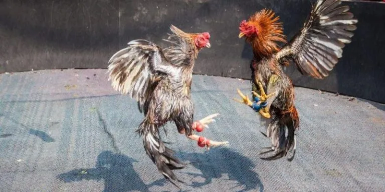 592ed94b ac67 4baa be8b 3aff017492d5 web